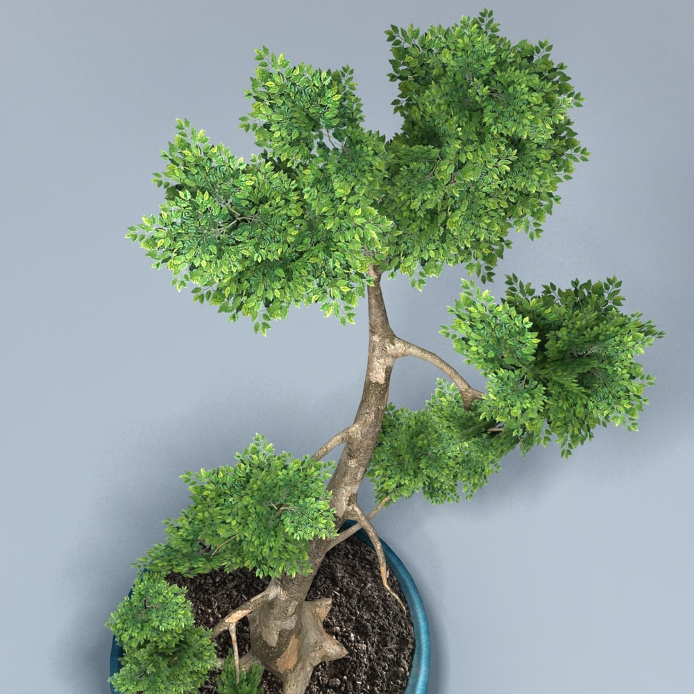 potted bonsai tree 3d model