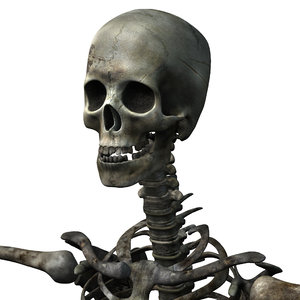 human skeleton ma