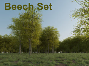 beech tree set 3d model