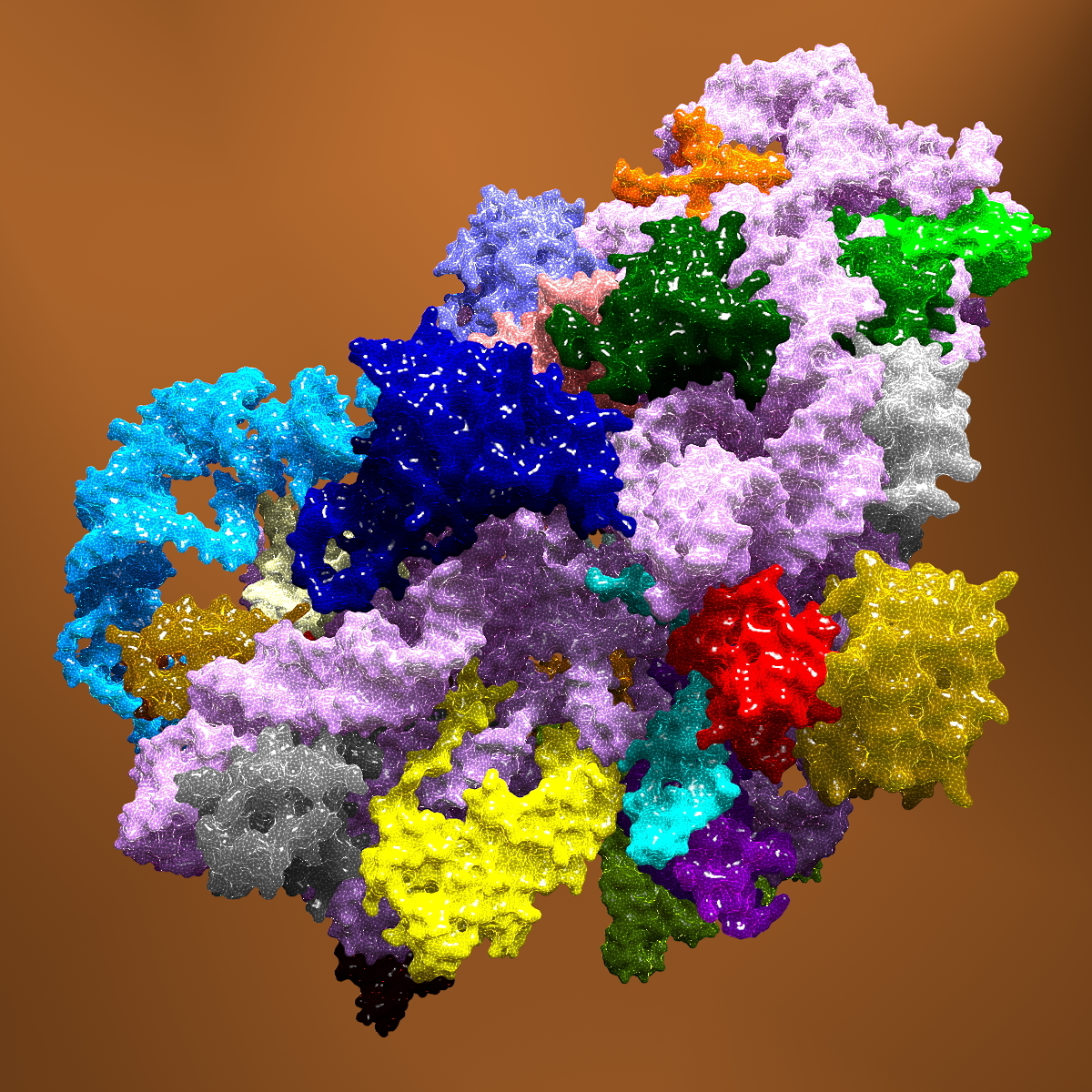 structure bacterial ribosome 3d model