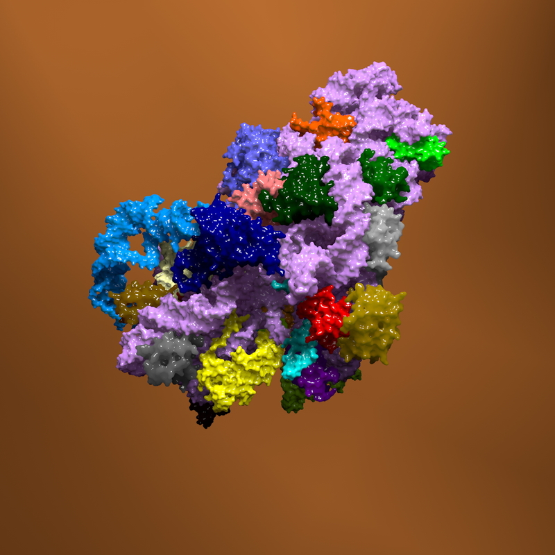 structure bacterial ribosome 3d model