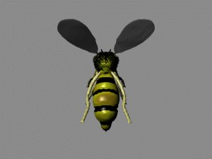 free wasp 3d model