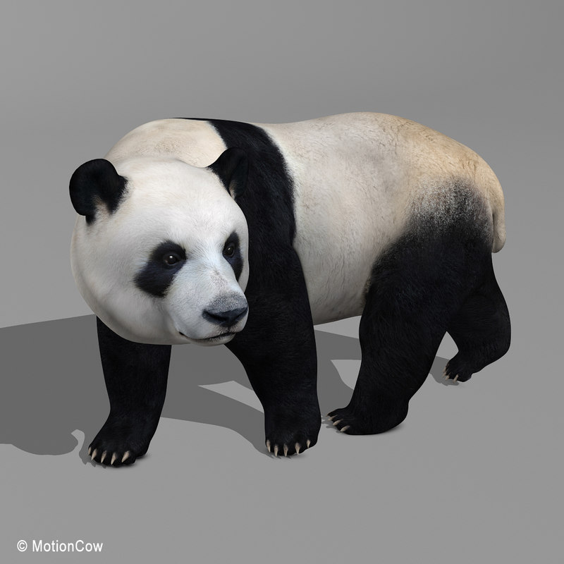 realistic panda 3d model