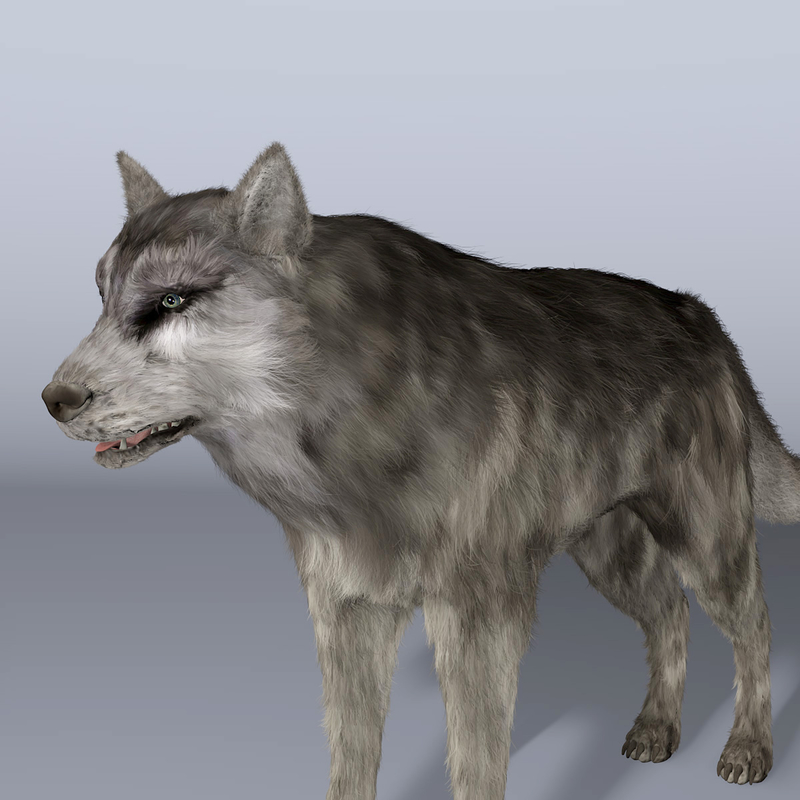 Wolf haircut shave cinema4d hair wolf
