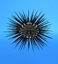 3d model white sea urchin