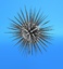 3d model white sea urchin