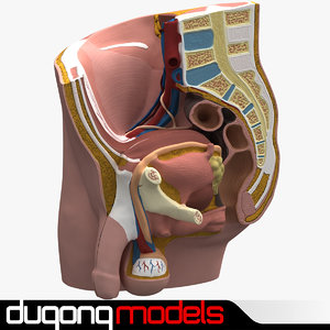 3d model dugm01 male pelvis section