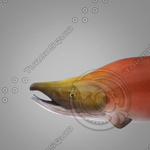 sockeye salmon 3ds
