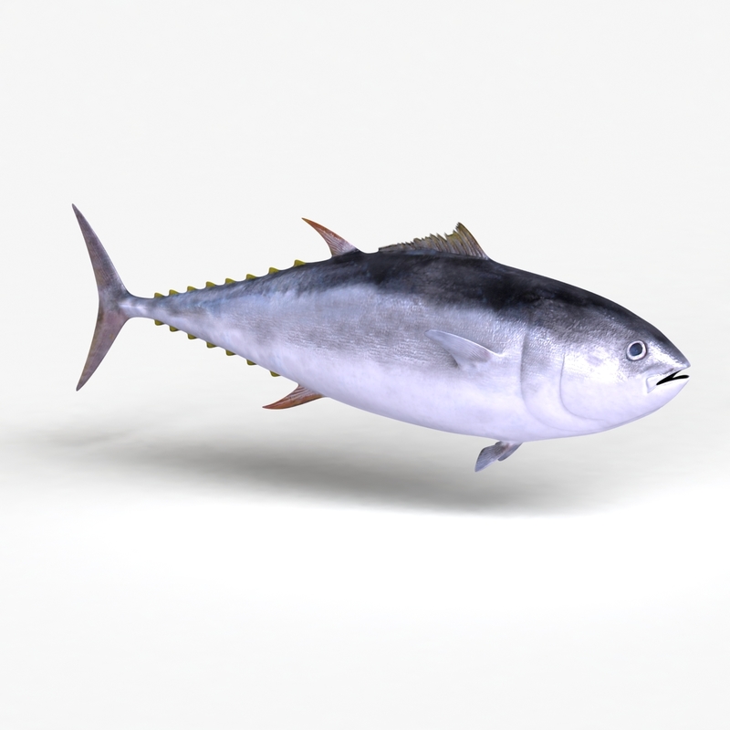 dugm02 giant bluefin tuna 3d model