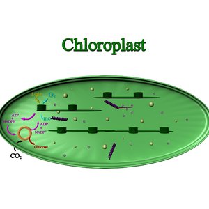 chloroplast 3d model