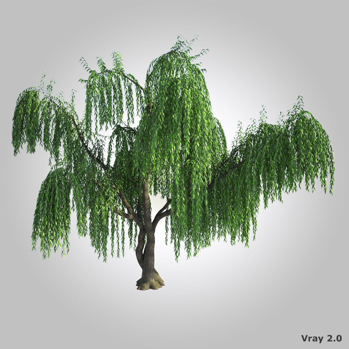 3d model realistic willow tree