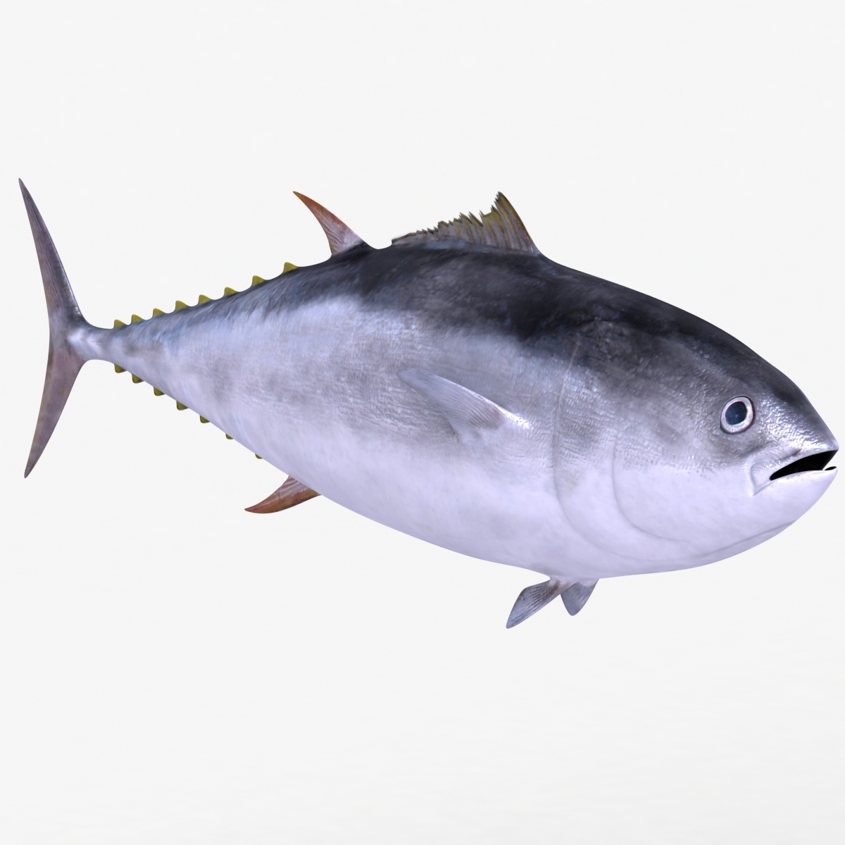 dugm02 giant bluefin tuna 3d model