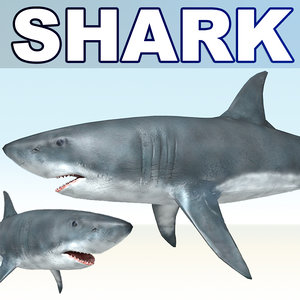 white shark 3d obj