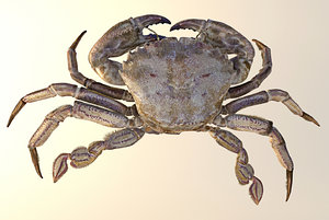 3d max crab