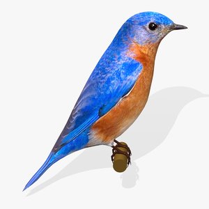 eastern bluebird birds ab obj