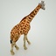 3d model of giraffe