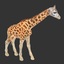 3d model of giraffe