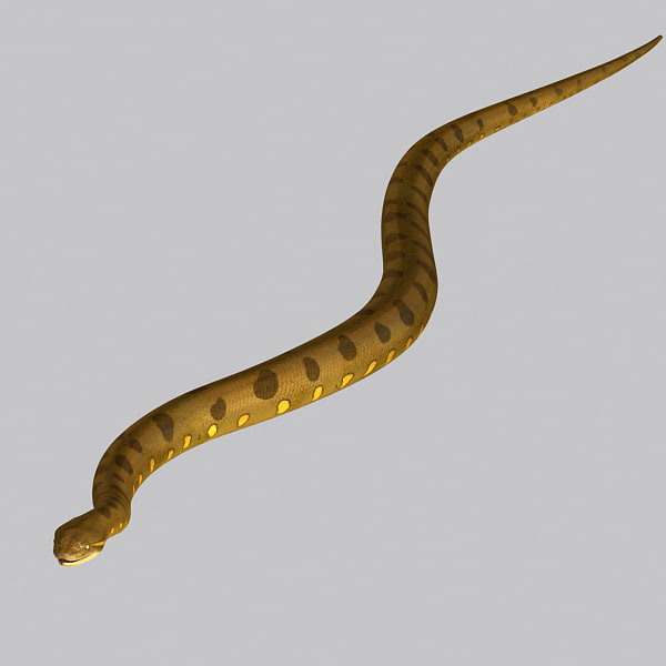 anacondasnake图片