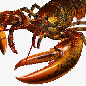 3d model lobster