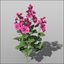 malva flower 3d model