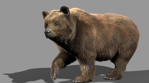 3d bear animation