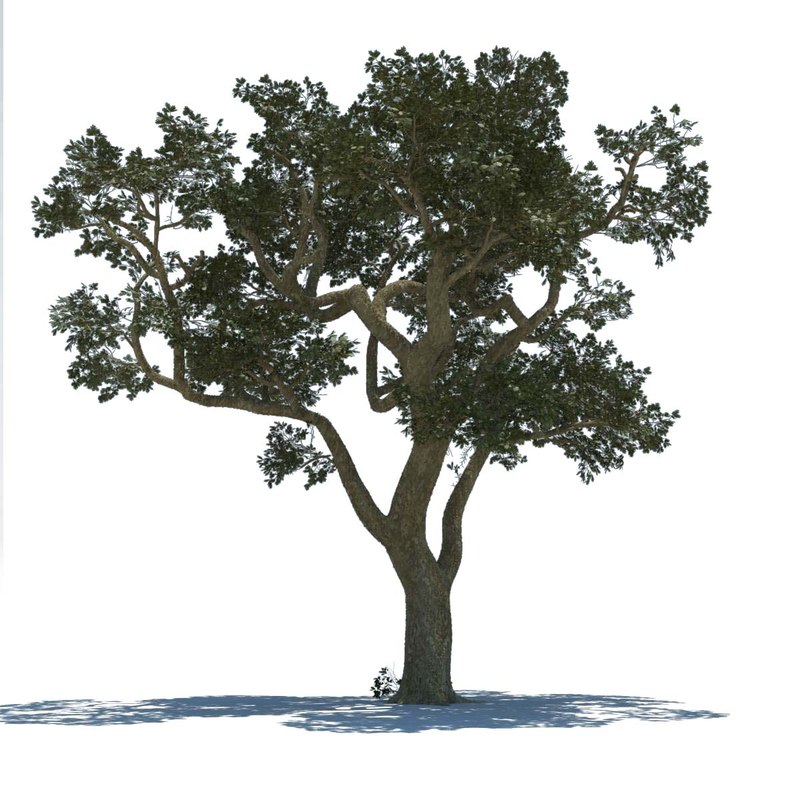 Olive Tree 3d Model Free Download