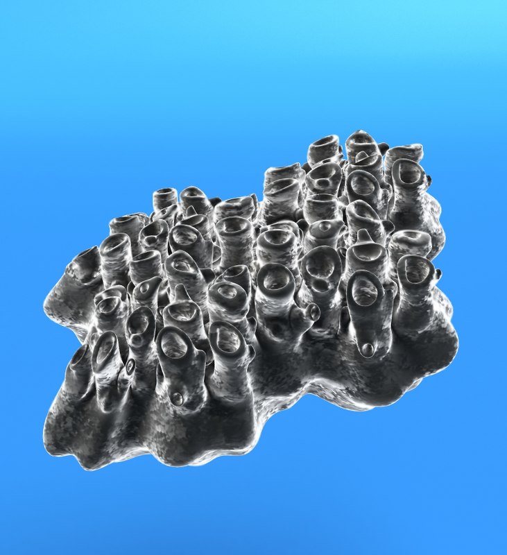3d siliceous sponge