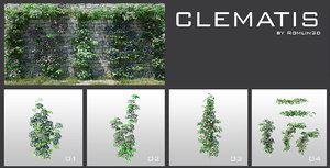 clematis plant tree 3d model