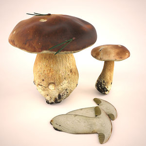 3d model boletus mushroom