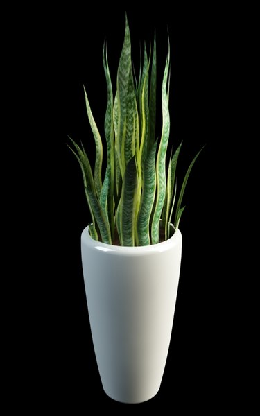 sansevieria snake plant