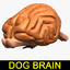 dog brain 3d 3ds