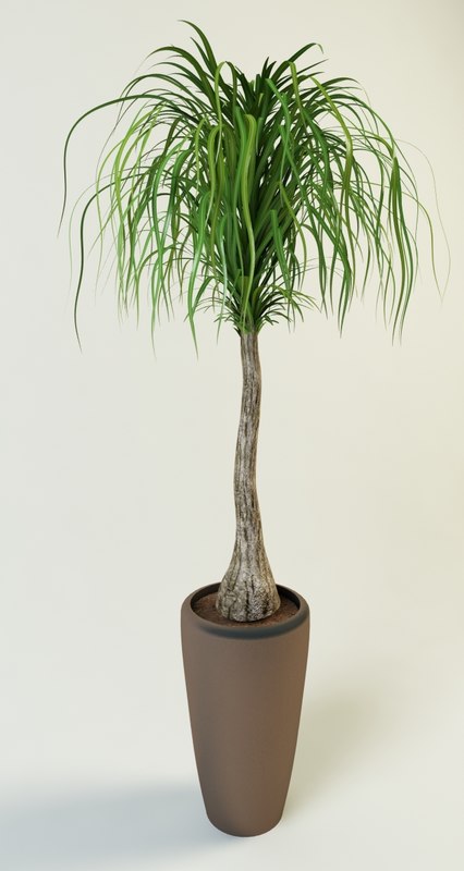 Beaucarnea Ponytail Palm 3d Model