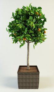 orange tree max