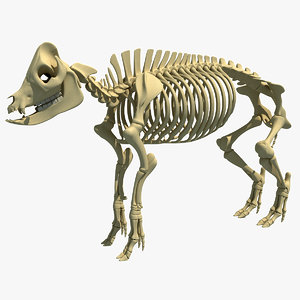 3d model pig skeleton