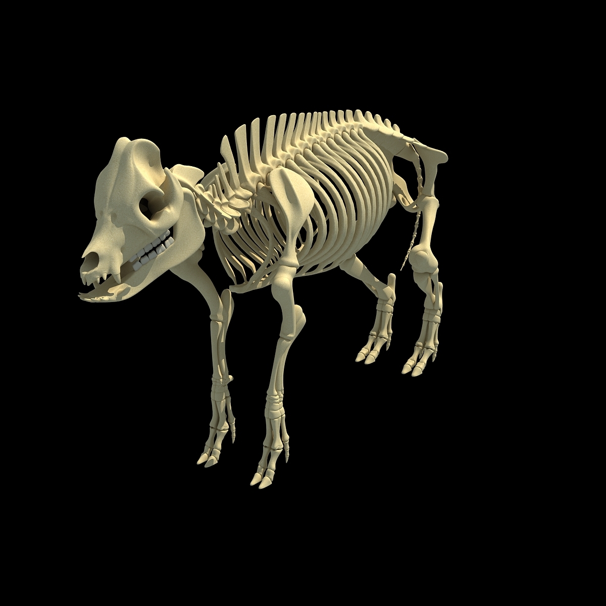 3d model pig skeleton