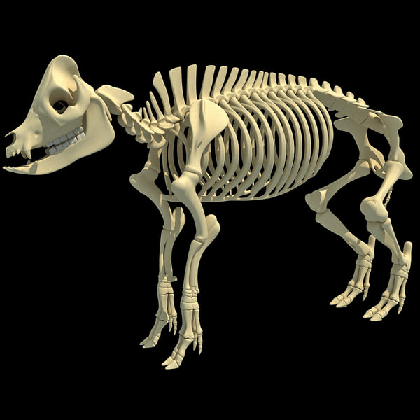 3d model pig skeleton