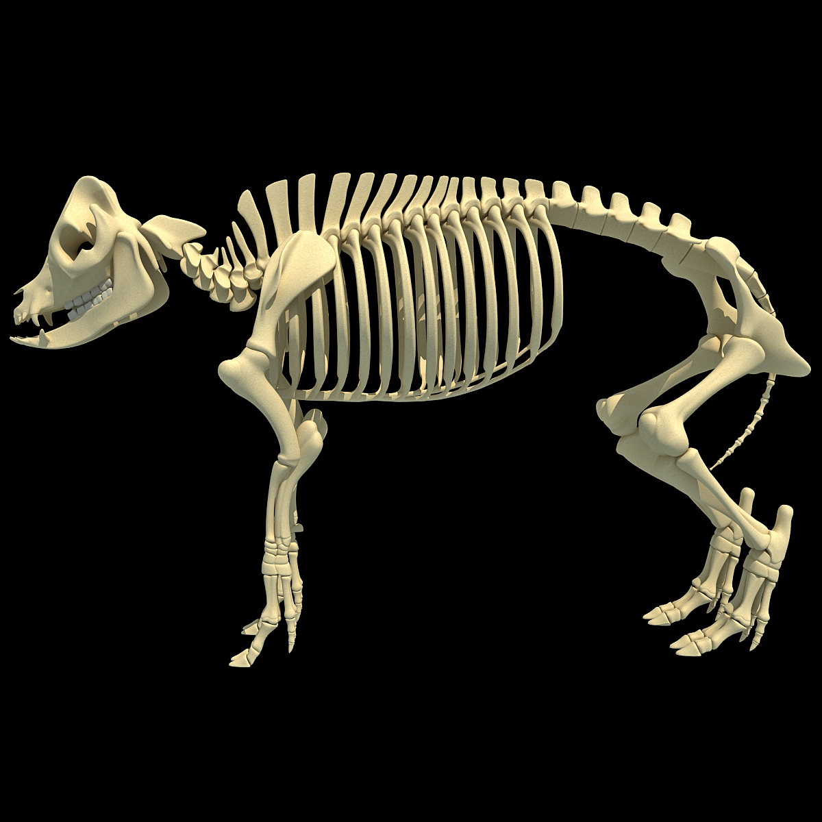 3d model pig skeleton