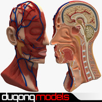 Head 3D Models for Download | TurboSquid