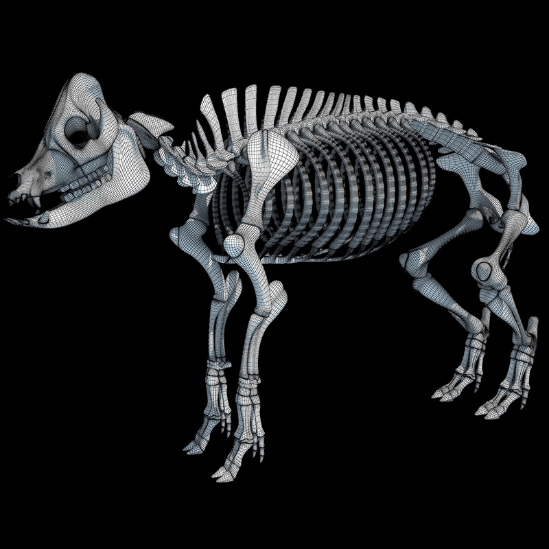 3d model pig skeleton