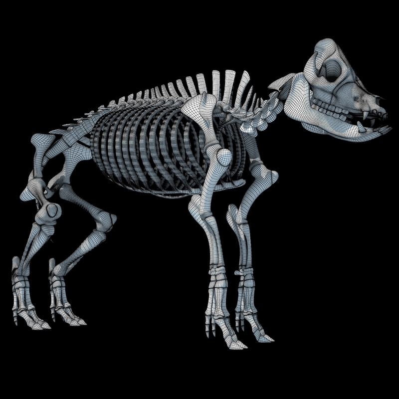 3d model pig skeleton