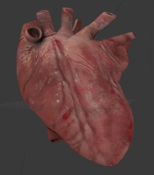心臓の鼓動3dモデル Turbosquid 7478
