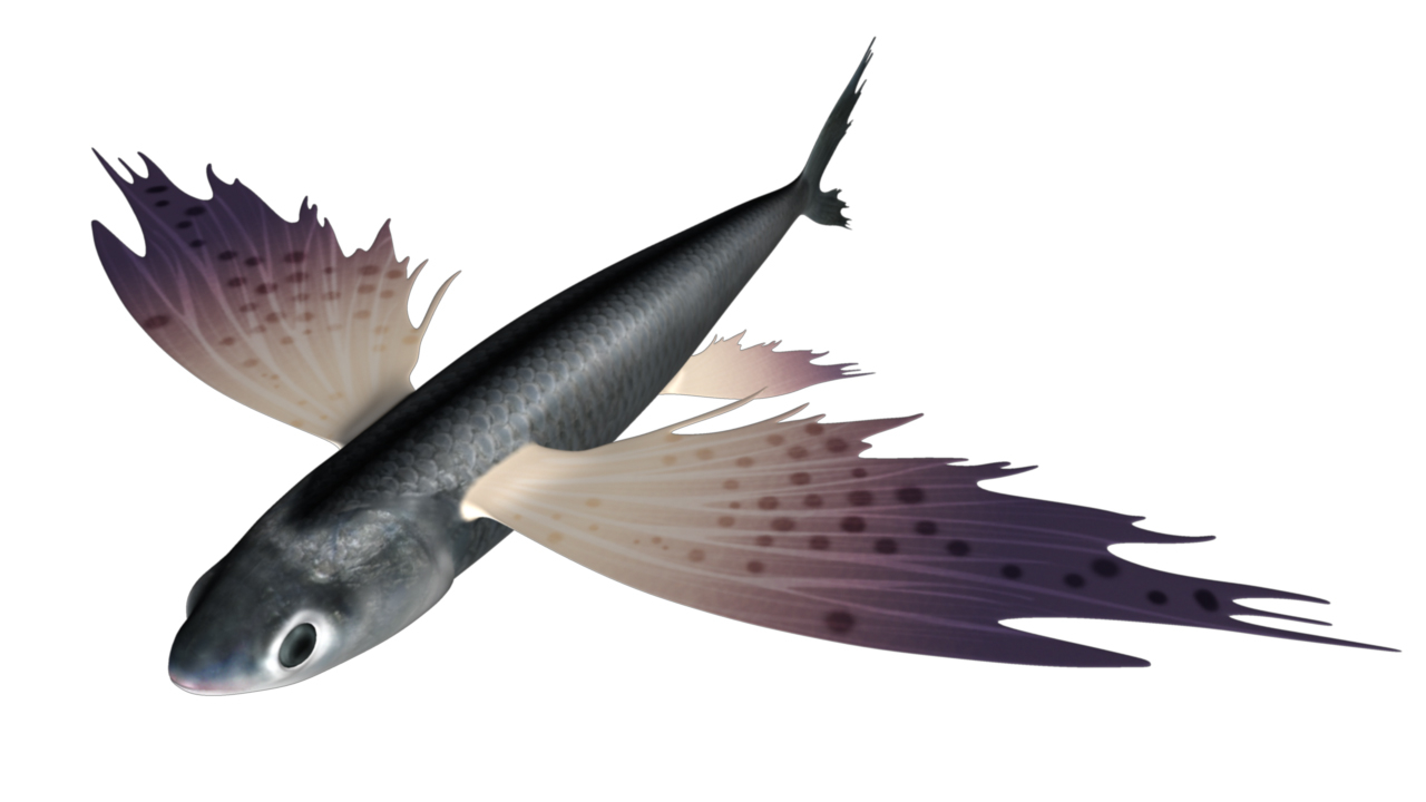 obj exocoetus flying fishes