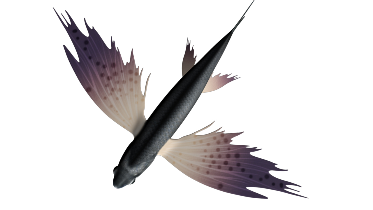 obj exocoetus flying fishes