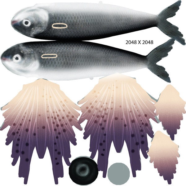 obj exocoetus flying fishes