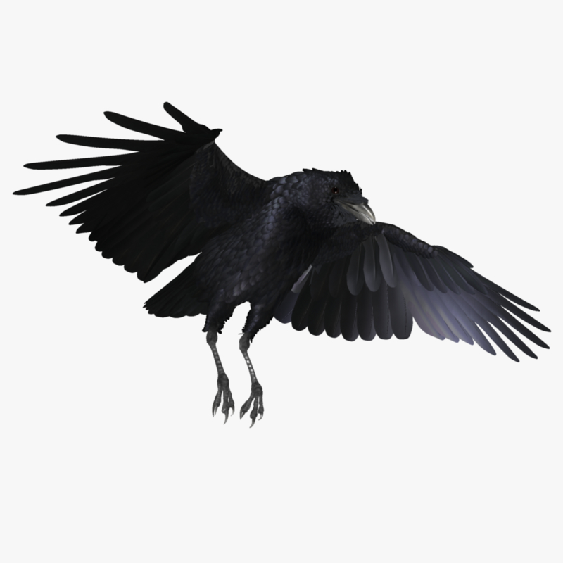 realistic raven 3d ma