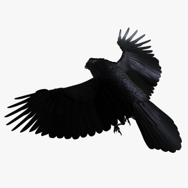 Realistic Raven 3d Ma