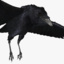 realistic raven 3d ma
