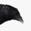 realistic raven 3d ma