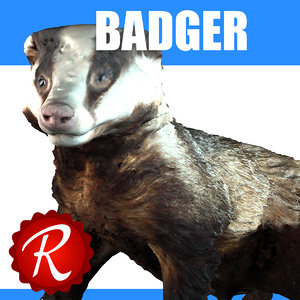 3d badger model