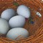 3d bird s nest model